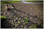 Drought in Chuadanga