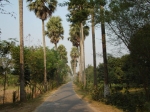 Road with trees-2